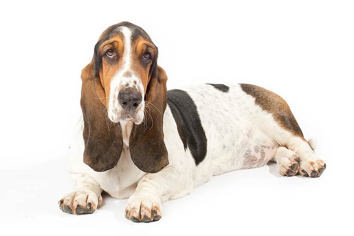 تصویر باست هاند (Basset Hound)
